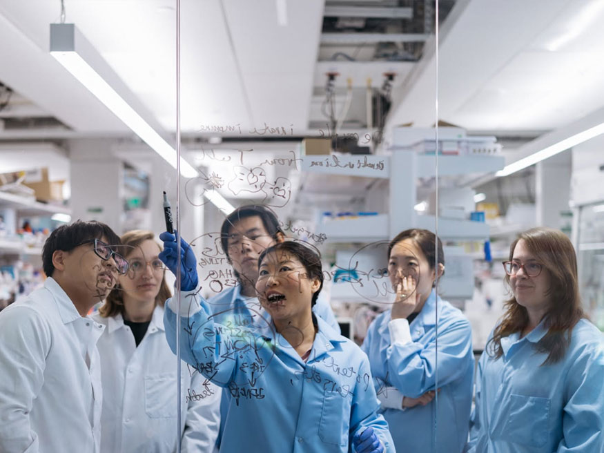 Các ngành đào tạo, cơ cấu và chương trình nổi bật tại Stanford