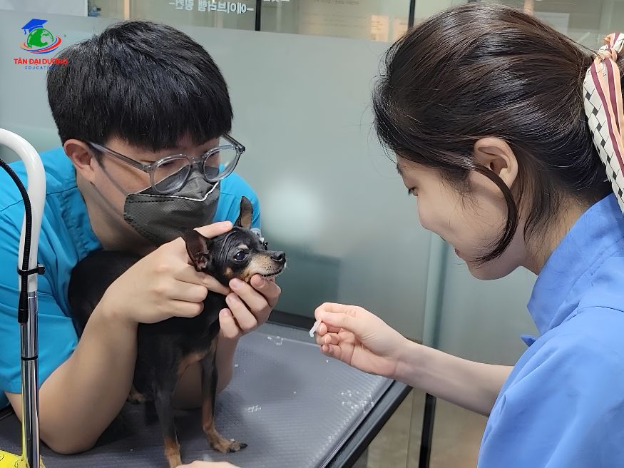 Điều kiện du học Hàn Quốc ngành thú y 