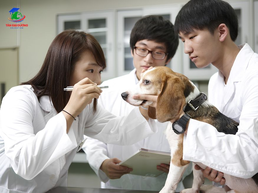 Top trường đào tạo ngành thú y tại Hàn Quốc chất lượng
