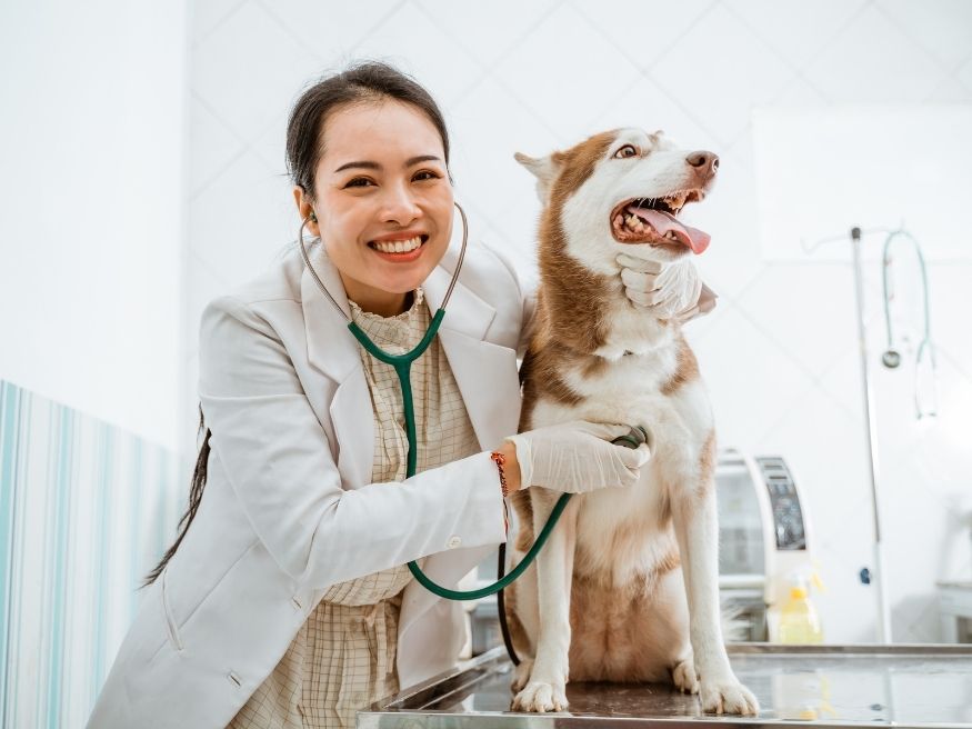 Quy trình nộp hồ sơ du học Trung Quốc ngành thú y